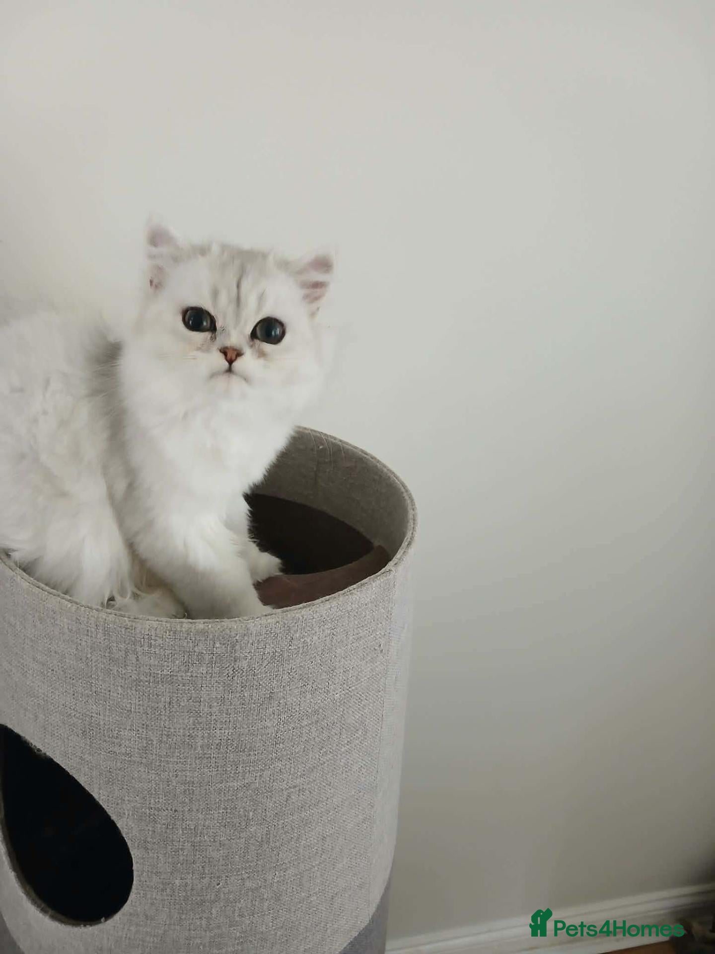 Persian cats  Chinchilla female kitten for sale - Advert 2