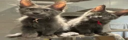 Maine Coon cats for sale: Stunning GCCF Russian Blue Maine Coons - Advert 12