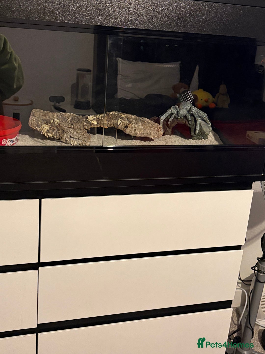 Mixed Breed invertebrates for sale: Leopard Gecko + Setup for sale  - Advert 1