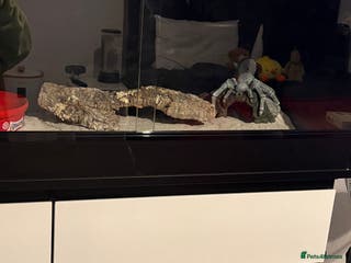 Mixed Breed invertebrates Leopard Gecko + Setup for sale - Advert 1