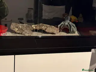 Mixed Breed invertebrates Leopard Gecko + Setup for sale - Advert 2