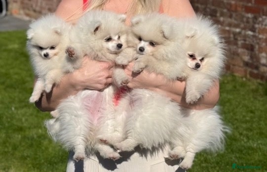 Pomeranian dogs READY TO GO. Kc reg 2 girls. - Advert 6