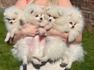 Pomeranian dogs READY TO GO. Kc reg 2 girls. - Advert 6