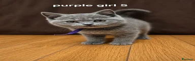 British Shorthair 4