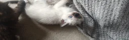 Siamese cats for sale: READY NOW TWO GORGEOUS SIAMESE GIRLS  - Advert 23