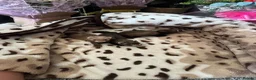 Ferret rodents for sale: Beautiful micro ferrets  - Advert 3