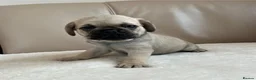 Pug dogs for sale: 3 year old pug  in Bacup - Advert 4