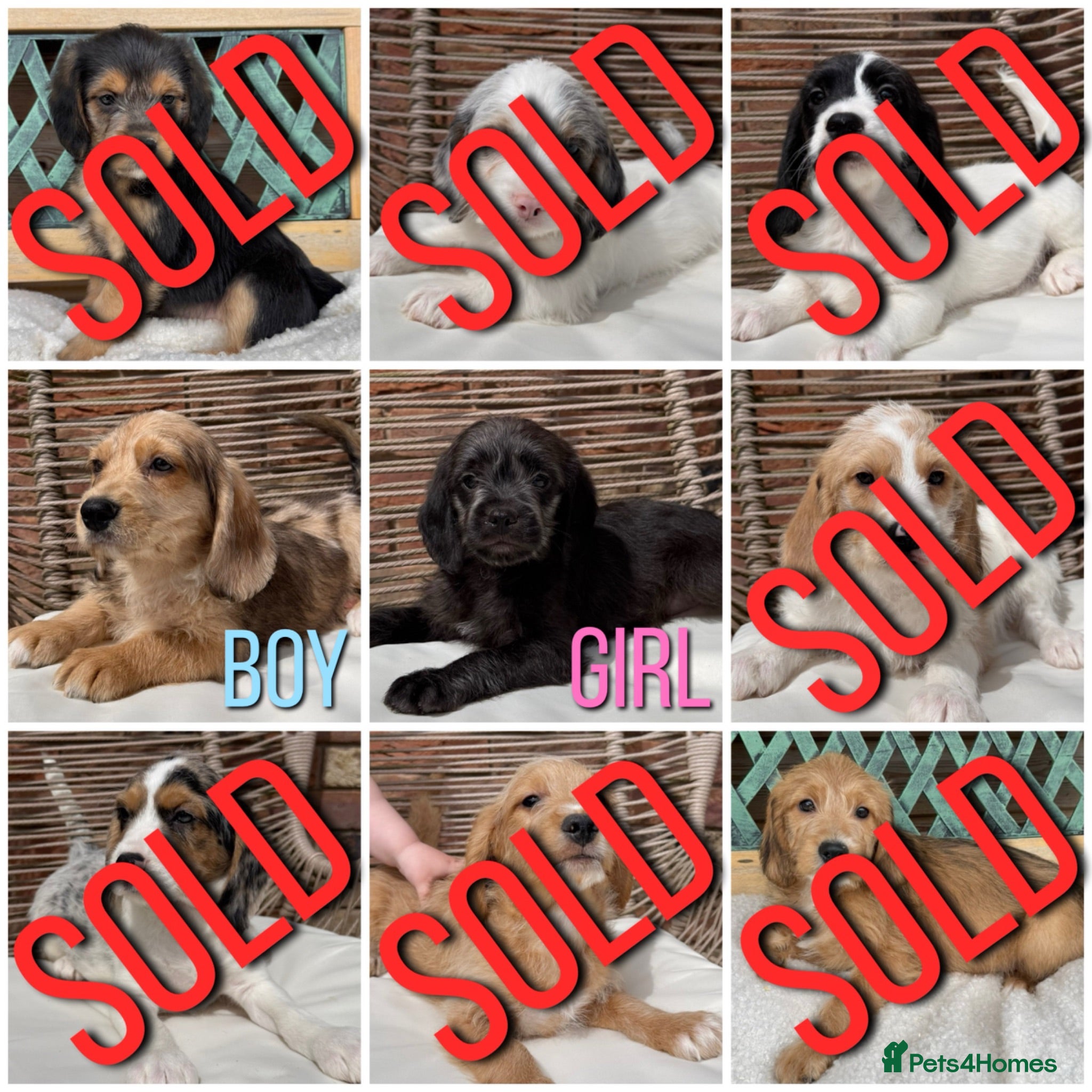 Mixed Breed dogs ⭐️⭐️Poogle Puppies (Beagle x Miniature Poodle)⭐️⭐️ - Advert 1