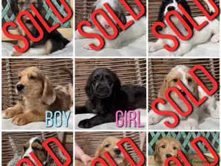 Mixed Breed dogs ⭐️⭐️Poogle Puppies (Beagle x Miniature Poodle)⭐️⭐️ - Advert 1