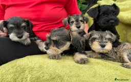 Miniature Schnauzer dogs for sale: Happy healthy miniature Schauzer puppies - Image 30