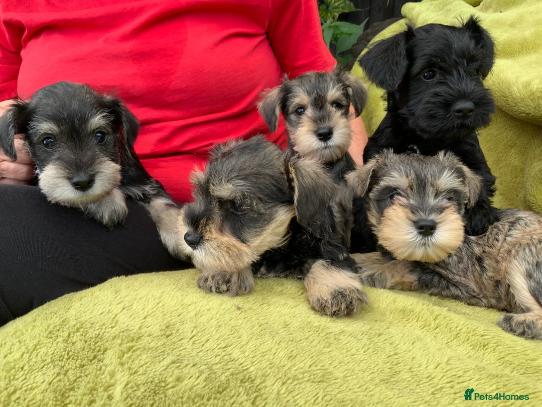Miniature Schnauzer dogs for sale: Happy healthy miniature Schauzer puppies - Image 30