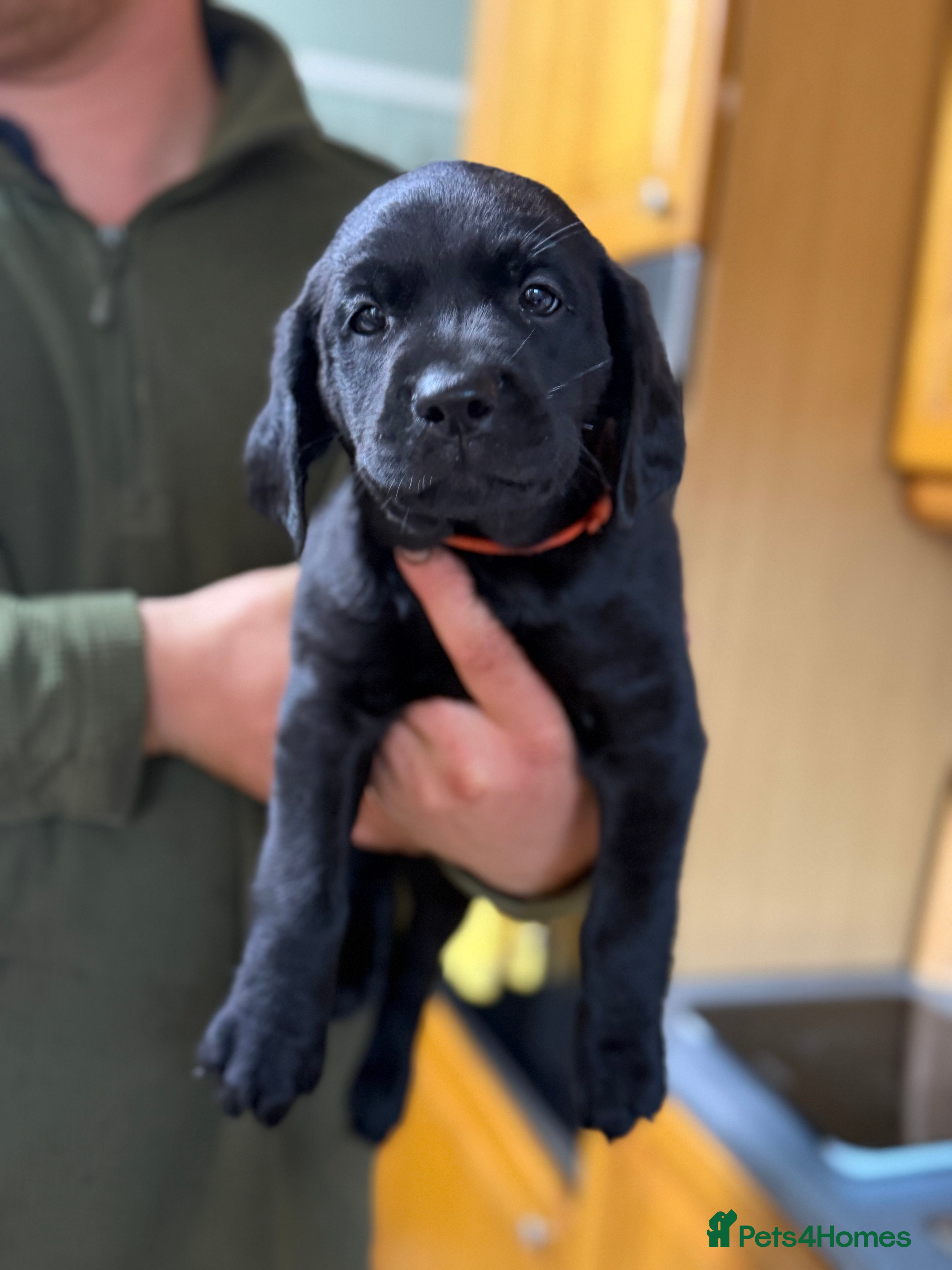 Labrador Retriever dogs Ready go next week, fully health tested parents  - Advert 3
