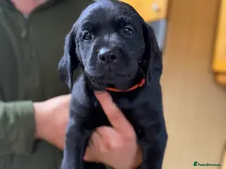 Labrador Retriever dogs Ready go next week, fully health tested parents - Advert 3