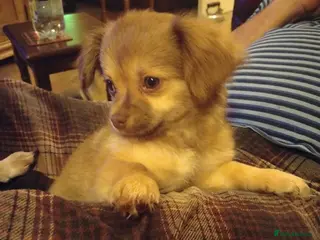 Chihuahua dogs Chihuahua Boy - Ready for loving home - Advert 2