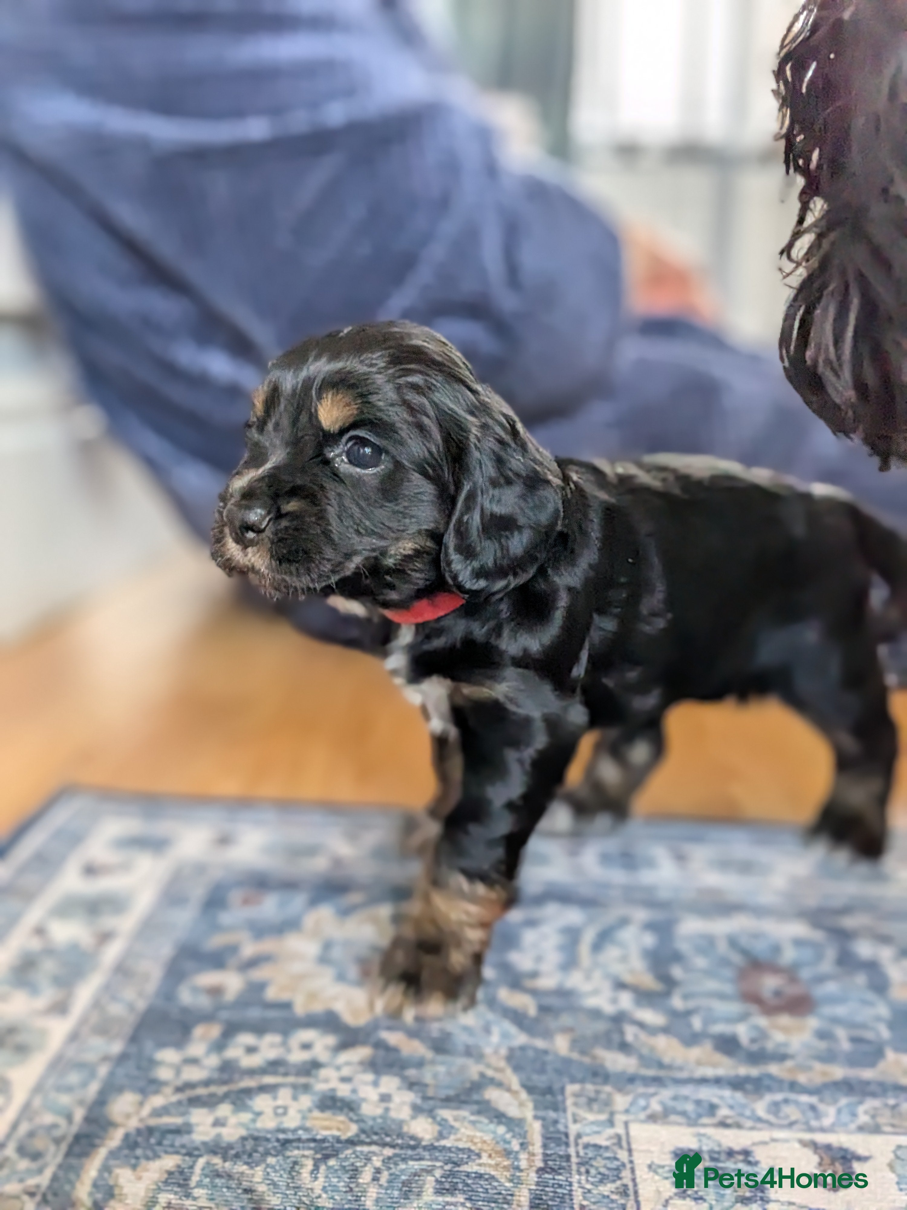 Cocker Spaniel dogs Beautiful Cocker spaniel puppies  - Advert 2