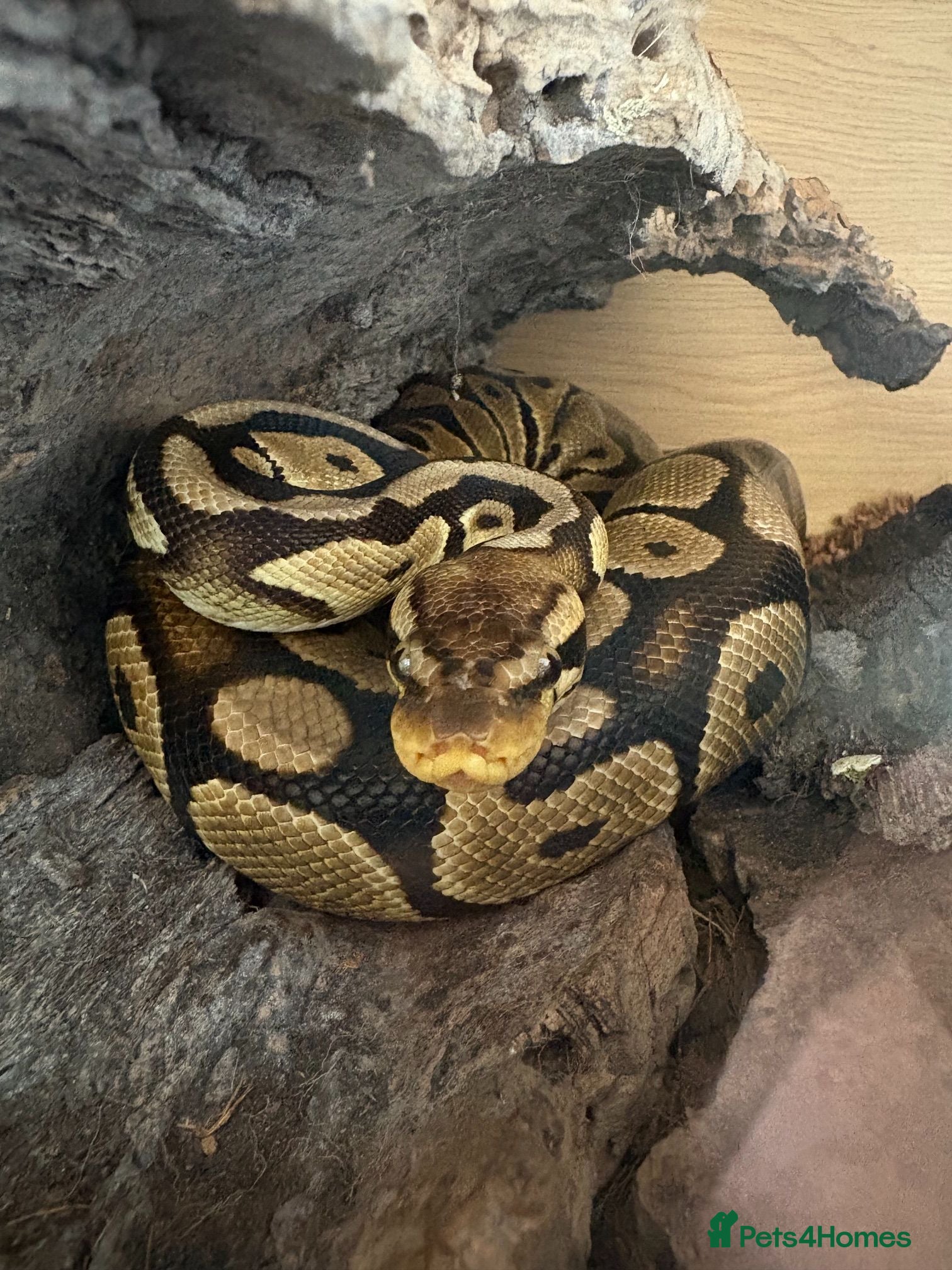 Snake reptiles Tame 2-Year-Old Royal Python, Full Setup Available - Advert 1