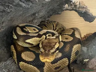 Snake reptiles for sale: Tame 2-Year-Old Royal Python, Full Setup Available - Advert 2