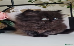 Persian cats for sale: Beautiful persian kittens  - Image 32