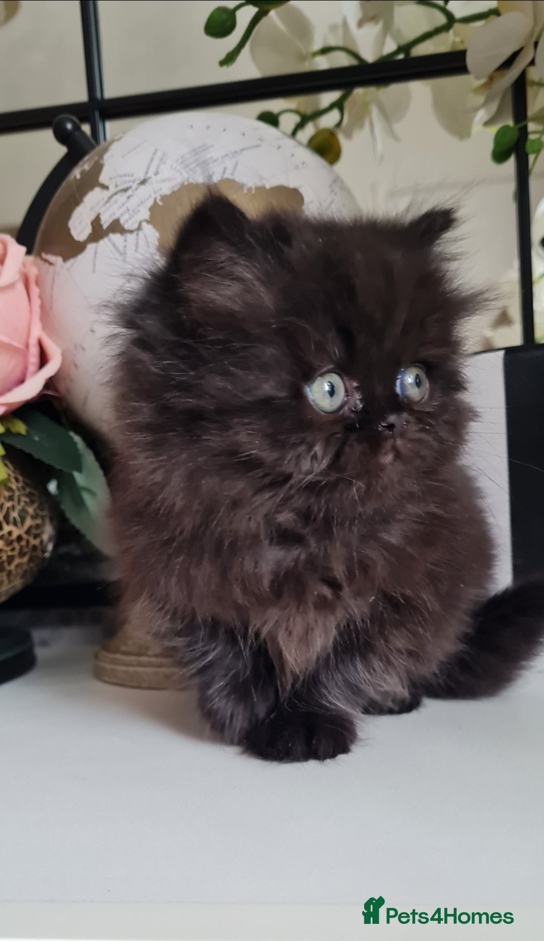 Persian cats for sale: Beautiful persian kittens  - Image 32