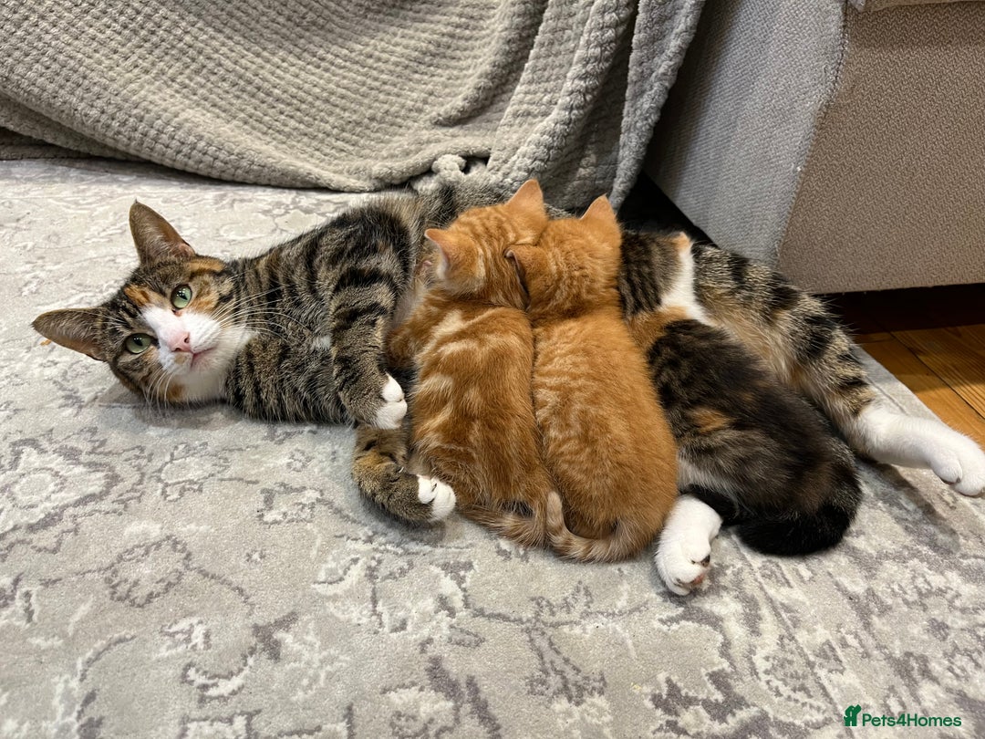 Domestic Shorthair cats for sale: Two male ginger, One female cali kittens - Advert 4