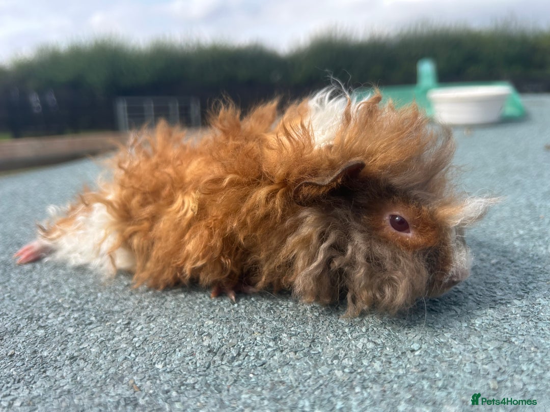 Guinea Pig rodents for sale: Female and male Lunkarya guinea pigs for sale in Goole - Image 5