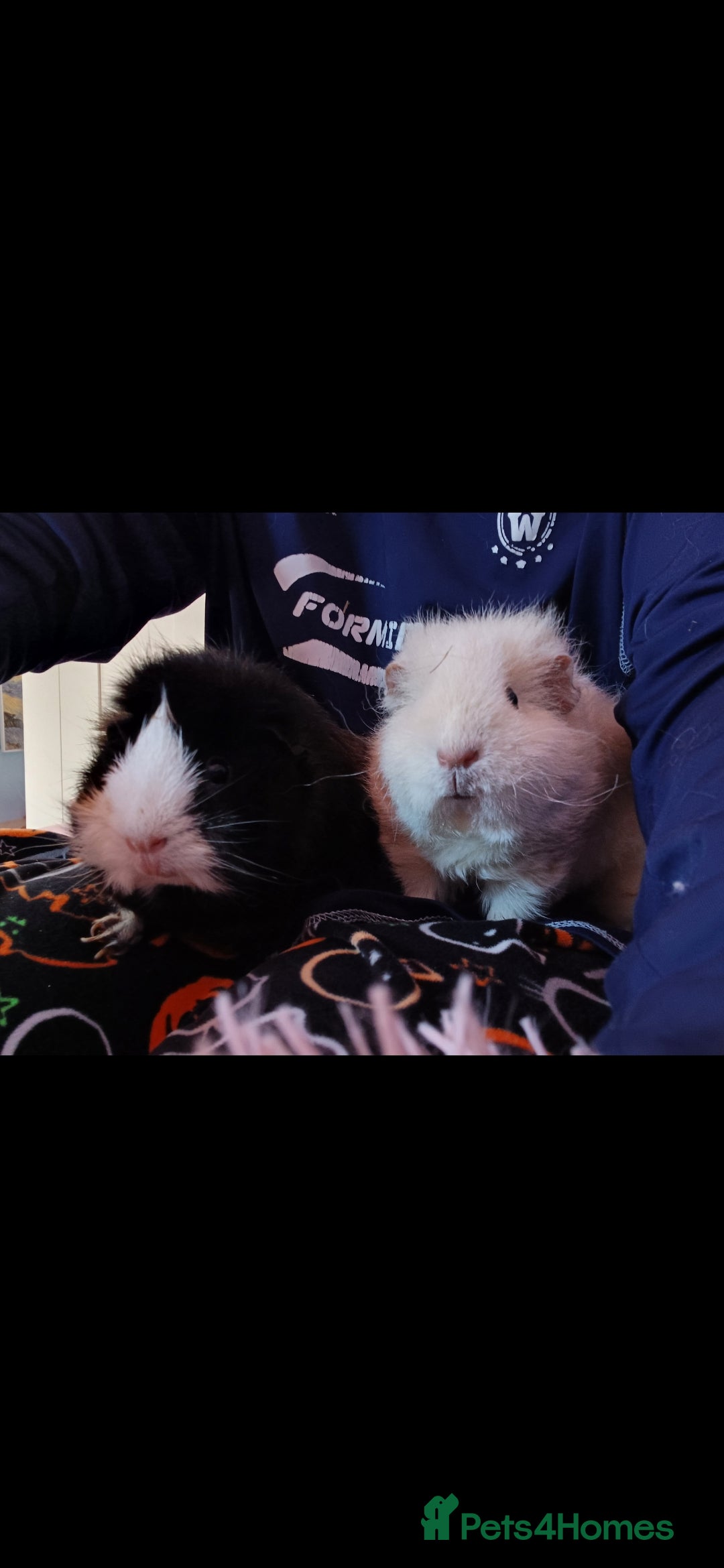 Guinea Pig rodents for sale: Cloud and rain+everything you need for them - Advert 2