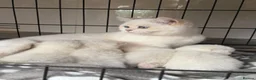 British Shorthair cats for sale: PURE-BSH kittens- TIKA registred - Advert 5