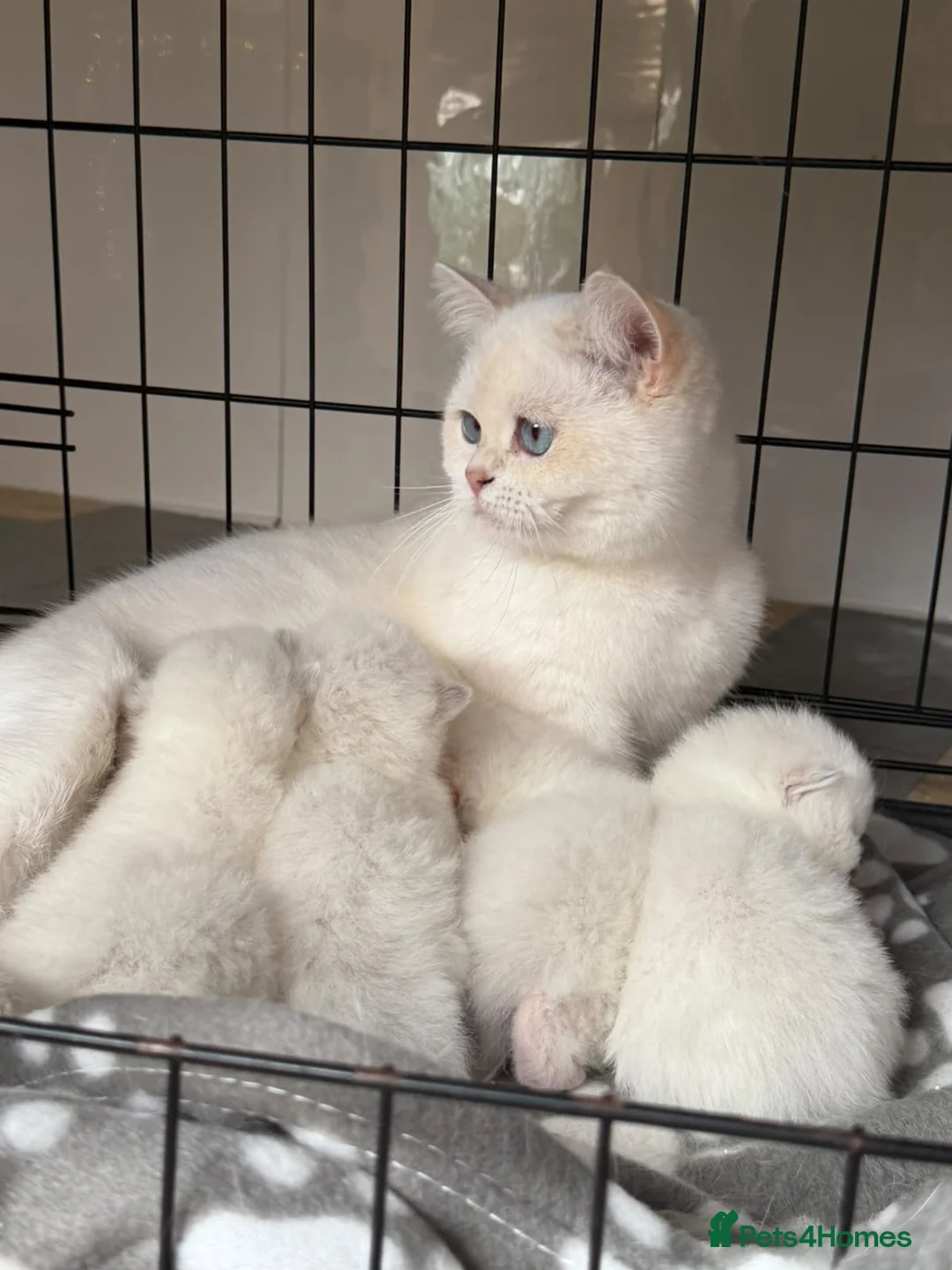 British Shorthair cats for sale: PURE-BSH kittens- TIKA registred - Advert 5