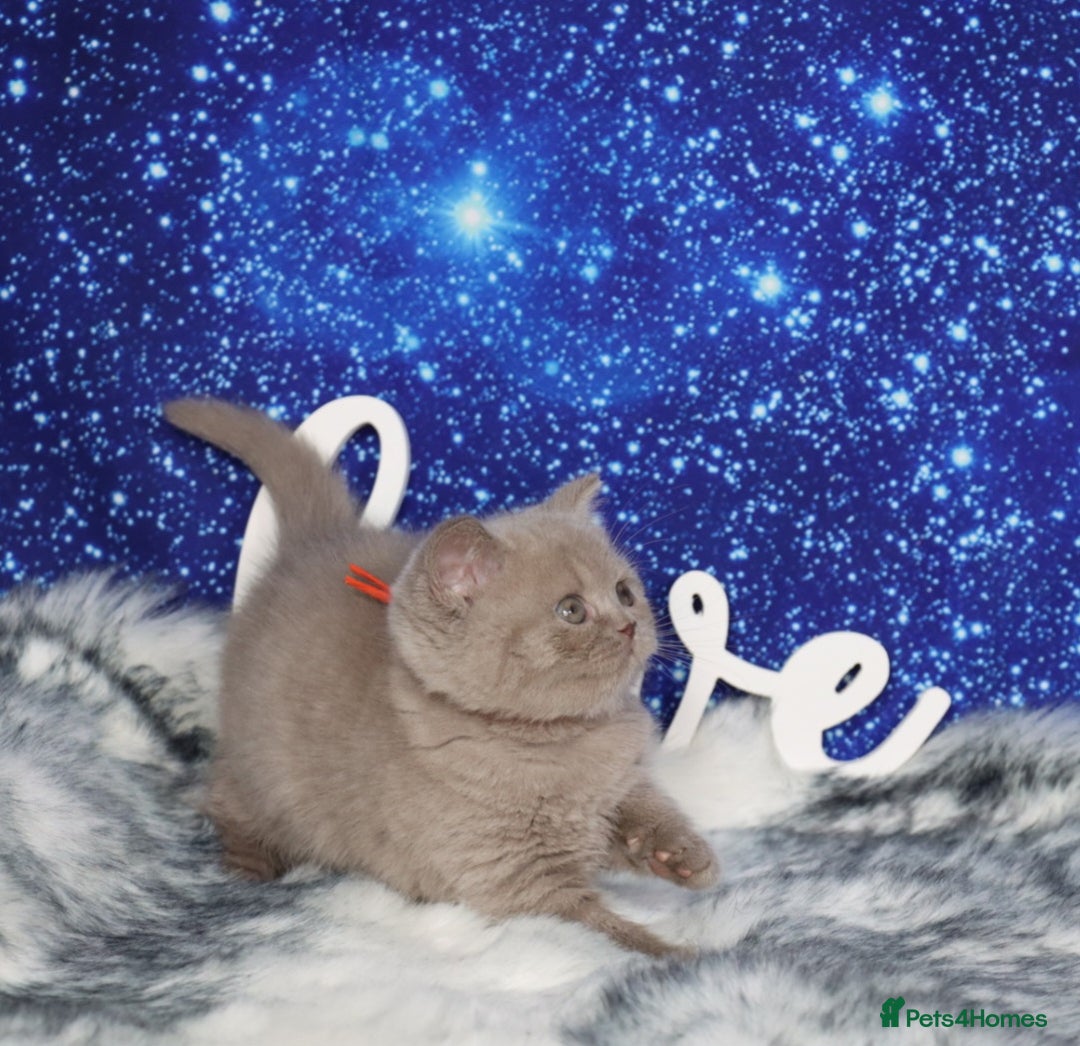 British Shorthair cats for sale: Tica registered British Shorthair kittens - Advert 15