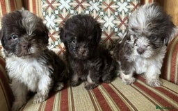 Shihpoo dogs for sale: Beautiful Chocolate & Tan Girl Ready Next Week  - Image 7