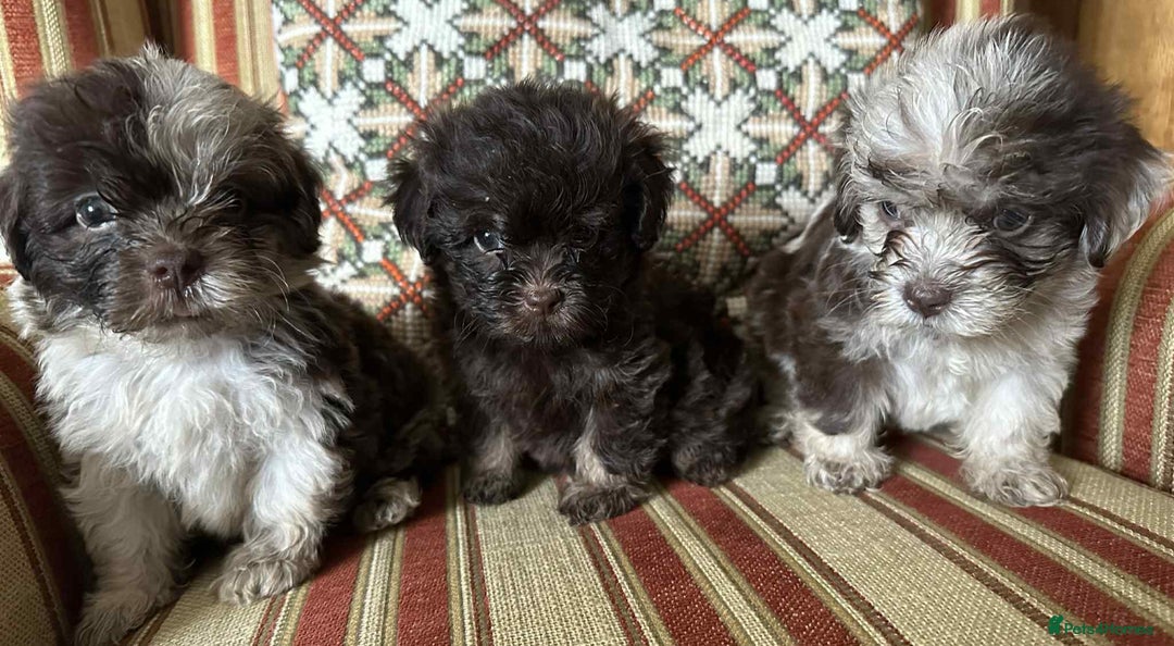 Shihpoo dogs for sale: Beautiful Chocolate & Tan Girl Ready Next Week  - Image 7