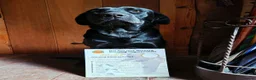 Labrador Retriever dogs for stud: Proven KC health tested Labrador stud - Advert 4
