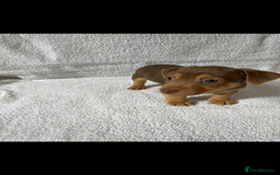 Jack Russell dogs for sale: Jack Russell puppies  - Image 3