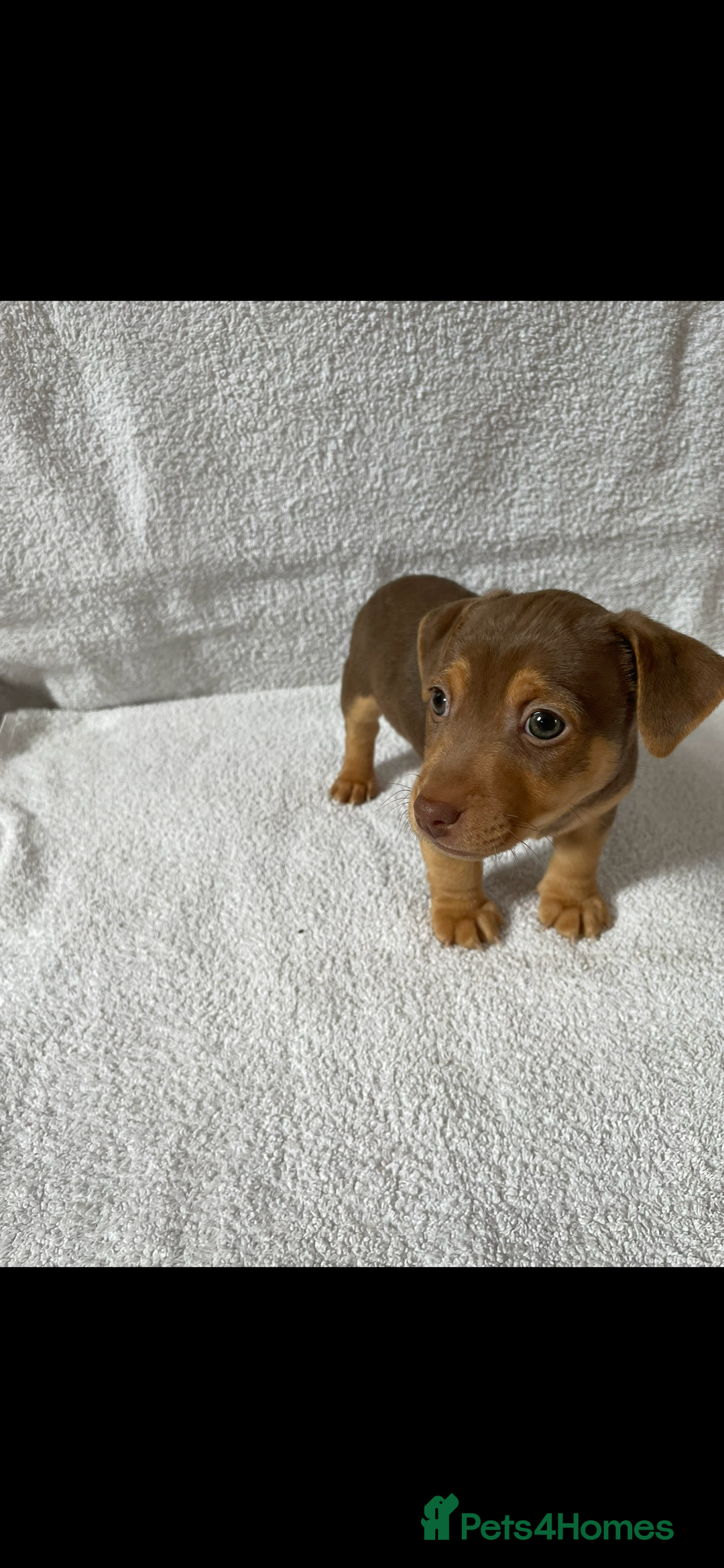 Jack Russell dogs for sale: Jack Russell puppies  - Image 3