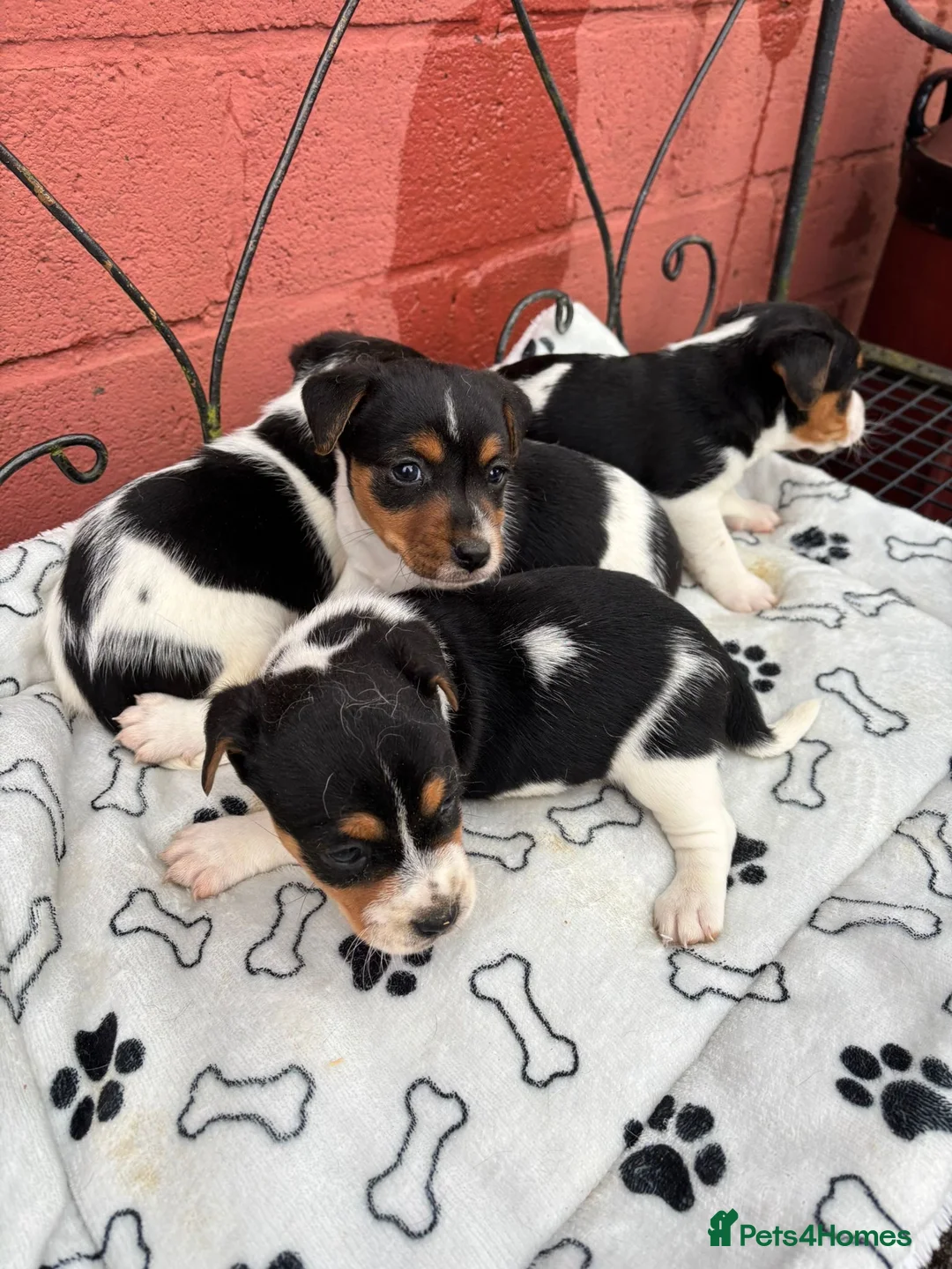 Jack Russell dogs for sale: Jack Russel puppies - Advert 2
