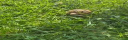 Tortoise reptiles for sale: Sulcata Tortoise 1.5yrs old in Rochdale - Advert 11