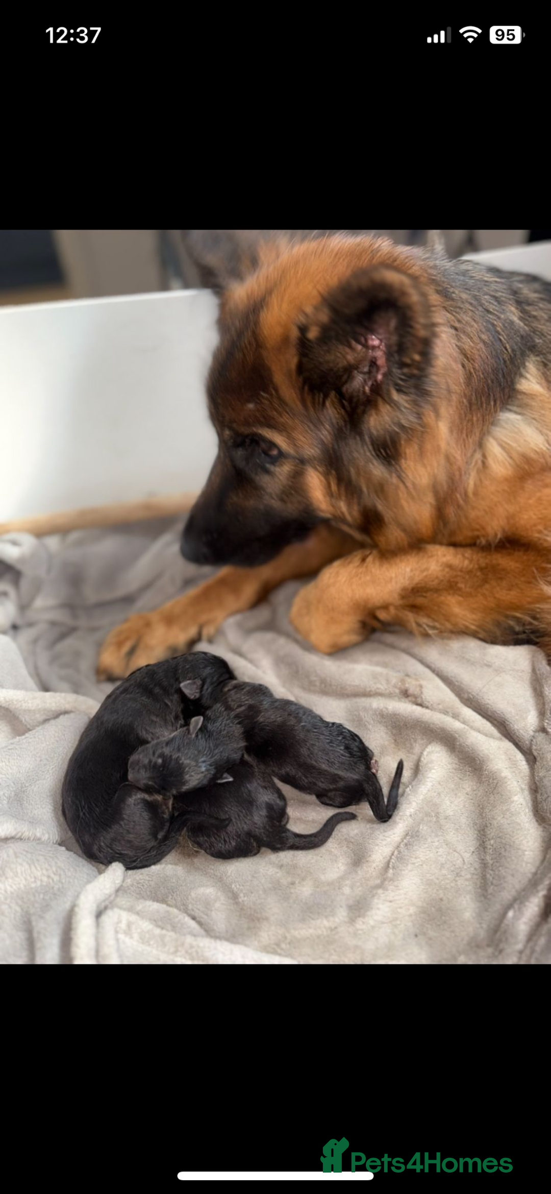 German Shepherd dogs for sale: Last gorgeous boy ready now  - Image 8