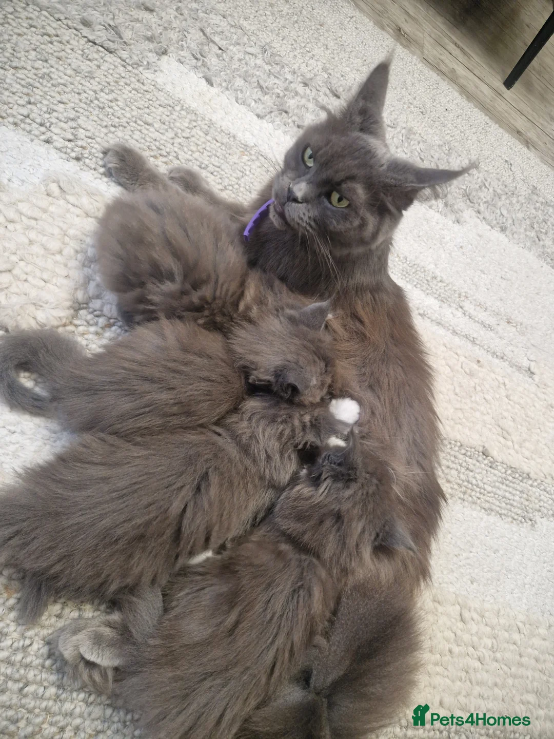 Maine Coon cats for sale: MAINE COON  RESERVED - Advert 13