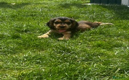 Cocker Spaniel dogs for sale: Show type cocker spaniel puppies  - Image 16