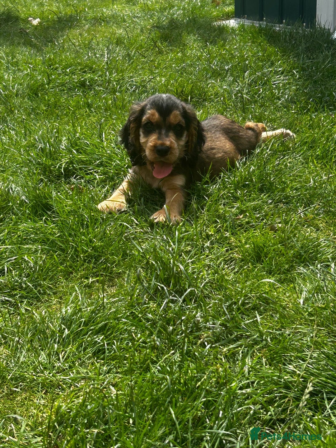 Cocker Spaniel dogs for sale: Show type cocker spaniel puppies  - Image 16