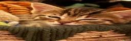 Mixed Breed cats for sale: Four kittens available  in Cirencester - Advert 6