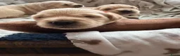 Golden Retriever dogs for sale: KC Registered Golden Retriever Puppies  - Advert 6