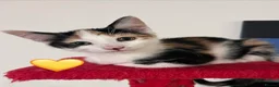 Mixed Breed cats for sale: 😻💚🩵💙🧡💛😻 - Advert 6