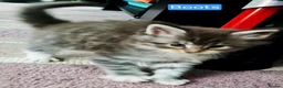 Maine Coon cats for sale: Mainecoons ready now - Advert 31