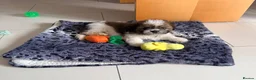 Shih Tzu dogs for sale: Teddy shih tzu in Cambridge - Advert 3