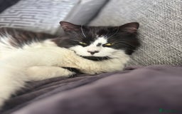 Mixed Breed cats for sale: Hugo  - Image 2