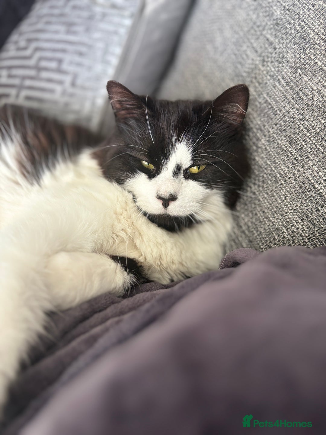 Mixed Breed cats for sale: Hugo  - Image 2