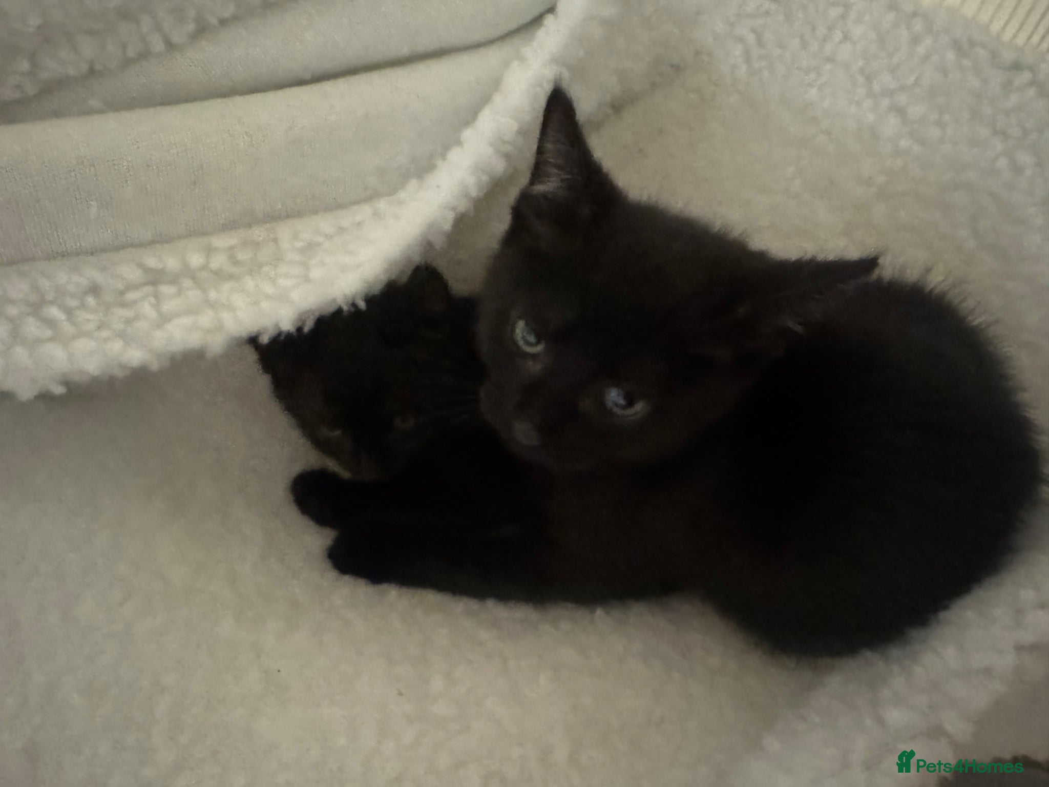 Mixed Breed cats for sale: 4 kittens For sale | £30 read description please  in Bolton - Advert 7