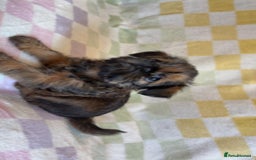 Griffon Bruxellois dogs for sale: Exceptionally confident beautys - Image 8