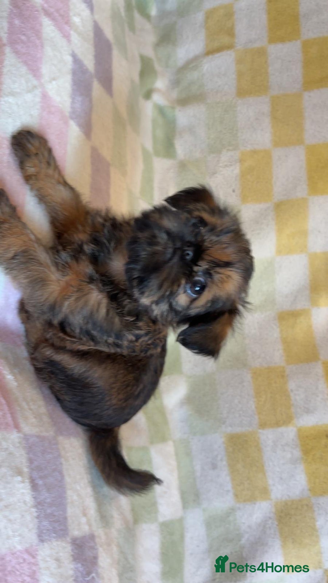 Griffon Bruxellois dogs for sale: Exceptionally confident beautys - Image 8